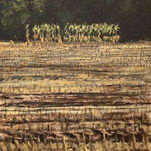 Remnants of Feed Corn