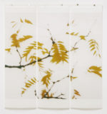 Locust, Triptych By Jeri Eisenberg